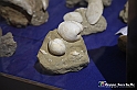 VBS_9146 - Museo Paleontologico - Asti